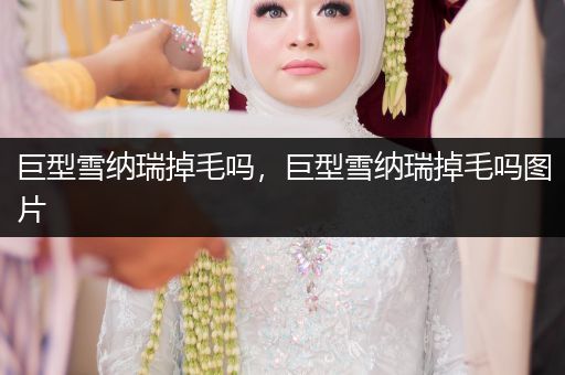 巨型雪納瑞掉毛嗎，巨型雪納瑞掉毛嗎圖片