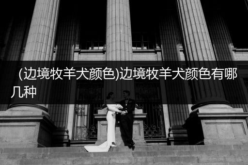 （邊境牧羊犬顏色)邊境牧羊犬顏色有哪幾種