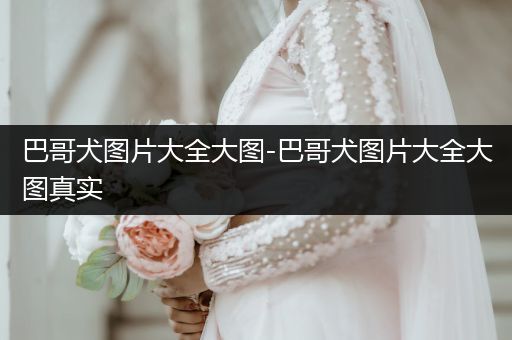 巴哥犬圖片大全大圖-巴哥犬圖片大全大圖真實