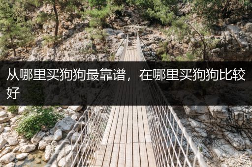 從哪里買狗狗最靠譜，在哪里買狗狗比較好