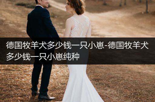 德國牧羊犬多少錢一只小崽-德國牧羊犬多少錢一只小崽純種