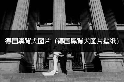 德國黑背犬圖片（德國黑背犬圖片壁紙）