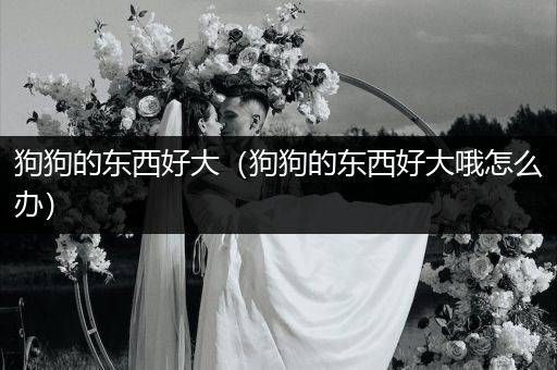 狗狗的東西好大（狗狗的東西好大哦怎么辦）