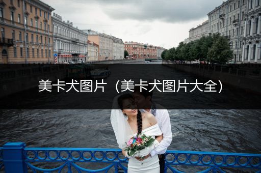 美卡犬圖片（美卡犬圖片大全）