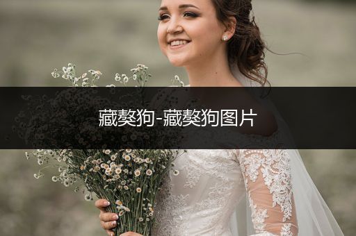 藏獒狗-藏獒狗圖片