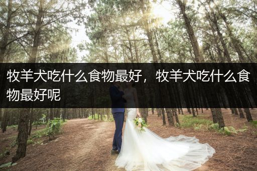 牧羊犬吃什么食物最好，牧羊犬吃什么食物最好呢