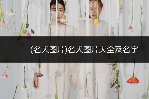 （名犬圖片)名犬圖片大全及名字