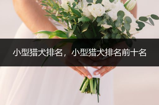 小型獵犬排名，小型獵犬排名前十名