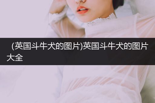 （英國斗牛犬的圖片)英國斗牛犬的圖片大全