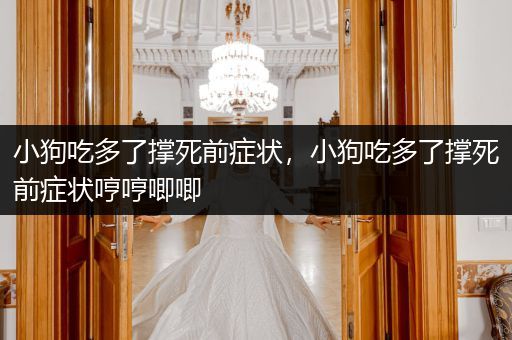 小狗吃多了撐死前癥狀，小狗吃多了撐死前癥狀哼哼唧唧