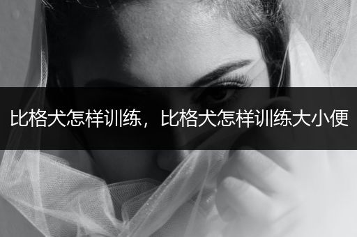 比格犬怎樣訓(xùn)練，比格犬怎樣訓(xùn)練大小便