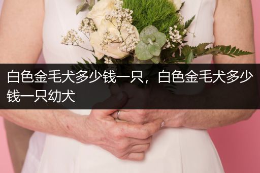 白色金毛犬多少錢一只，白色金毛犬多少錢一只幼犬