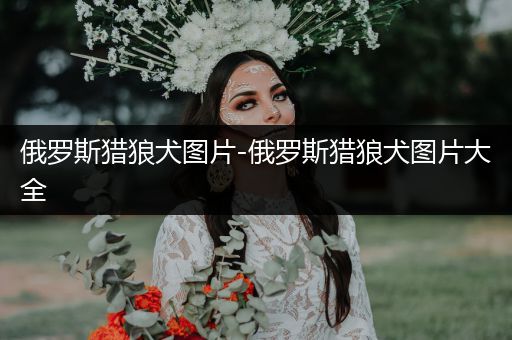 俄羅斯獵狼犬圖片-俄羅斯獵狼犬圖片大全