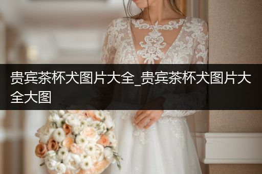 貴賓茶杯犬圖片大全_貴賓茶杯犬圖片大全大圖