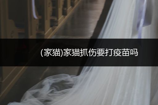 （家貓)家貓抓傷要打疫苗嗎
