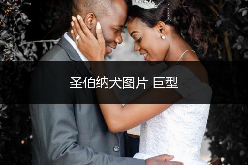 圣伯納犬圖片 巨型