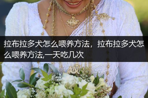 拉布拉多犬怎么喂養(yǎng)方法，拉布拉多犬怎么喂養(yǎng)方法,一天吃幾次