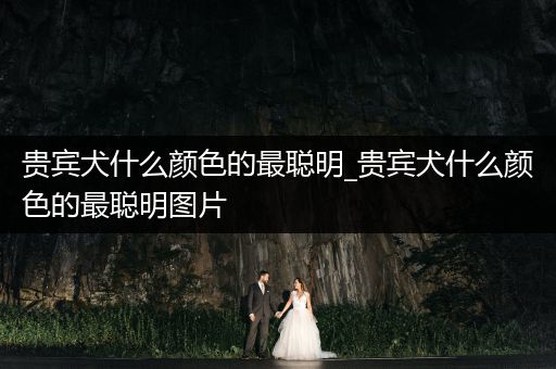 貴賓犬什么顏色的最聰明_貴賓犬什么顏色的最聰明圖片