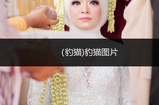 （豹貓)豹貓圖片