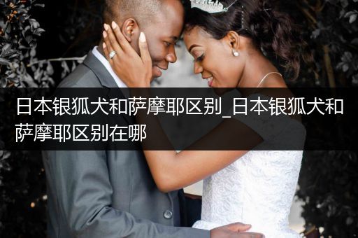 日本銀狐犬和薩摩耶區(qū)別_日本銀狐犬和薩摩耶區(qū)別在哪