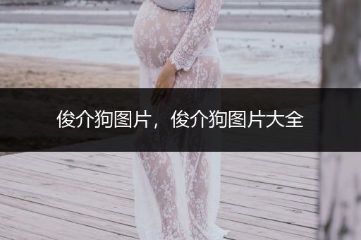 俊介狗圖片，俊介狗圖片大全