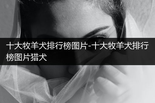 十大牧羊犬排行榜圖片-十大牧羊犬排行榜圖片獵犬