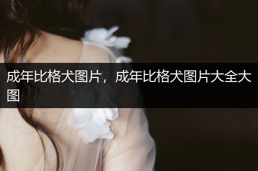 成年比格犬圖片，成年比格犬圖片大全大圖