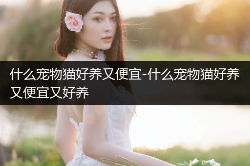 什么寵物貓好養(yǎng)又便宜-什么寵物貓好養(yǎng)又便宜又好養(yǎng)