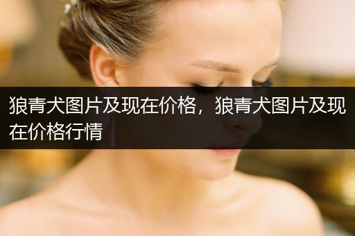 狼青犬圖片及現(xiàn)在價格，狼青犬圖片及現(xiàn)在價格行情