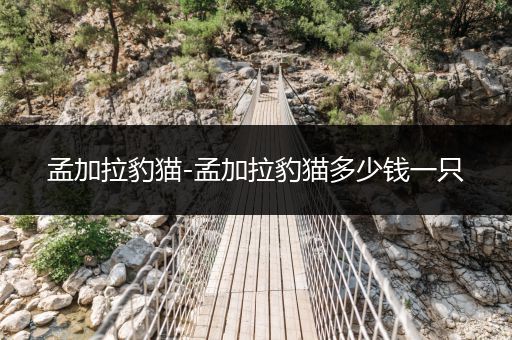 孟加拉豹貓-孟加拉豹貓多少錢一只