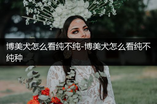 博美犬怎么看純不純-博美犬怎么看純不純種