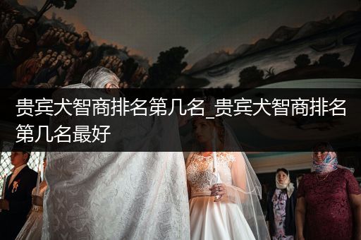 貴賓犬智商排名第幾名_貴賓犬智商排名第幾名最好