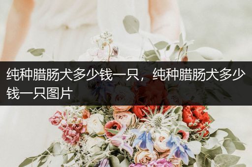 純種臘腸犬多少錢一只，純種臘腸犬多少錢一只圖片