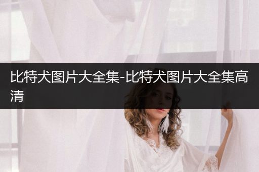 比特犬圖片大全集-比特犬圖片大全集高清