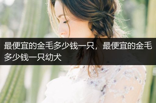 最便宜的金毛多少錢一只，最便宜的金毛多少錢一只幼犬