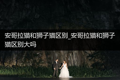 安哥拉貓和獅子貓區(qū)別_安哥拉貓和獅子貓區(qū)別大嗎