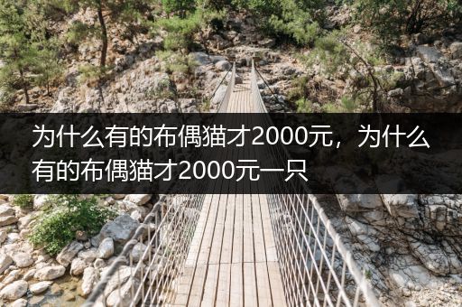 為什么有的布偶貓才2000元，為什么有的布偶貓才2000元一只