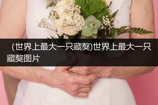 （世界上最大一只藏獒)世界上最大一只藏獒圖片