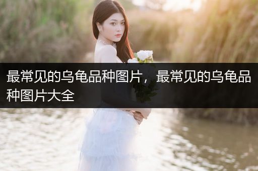 最常見(jiàn)的烏龜品種圖片，最常見(jiàn)的烏龜品種圖片大全