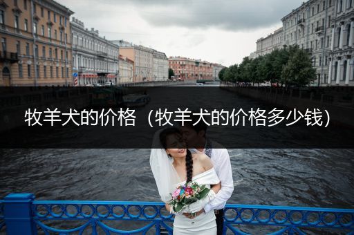 牧羊犬的價(jià)格(牧羊犬的價(jià)格多少錢)