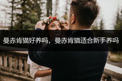 曼赤肯貓好養(yǎng)嗎，曼赤肯貓適合新手養(yǎng)嗎