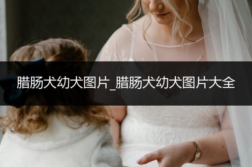 臘腸犬幼犬圖片_臘腸犬幼犬圖片大全