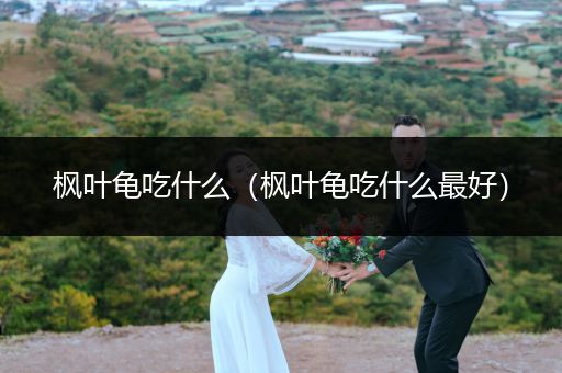 楓葉龜吃什么（楓葉龜吃什么最好）