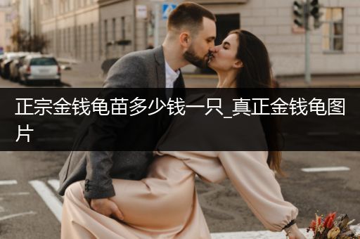 正宗金錢龜苗多少錢一只_真正金錢龜圖片