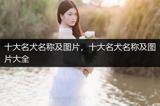 十大名犬名稱及圖片，十大名犬名稱及圖片大全