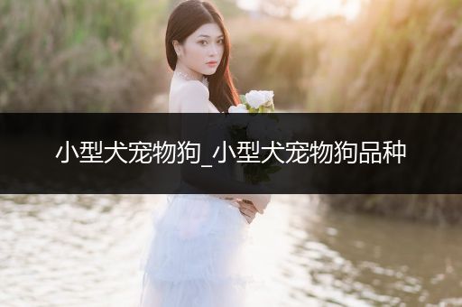 小型犬寵物狗_小型犬寵物狗品種