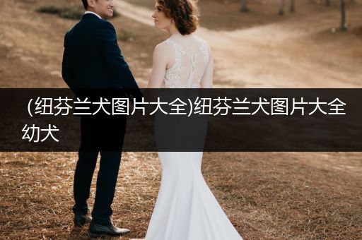 （紐芬蘭犬圖片大全)紐芬蘭犬圖片大全 幼犬