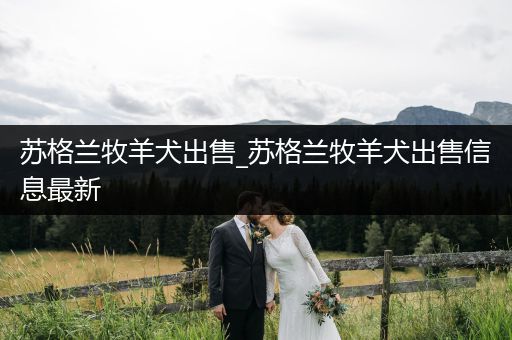 蘇格蘭牧羊犬出售_蘇格蘭牧羊犬出售信息最新