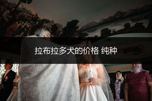 拉布拉多犬的價(jià)格 純種