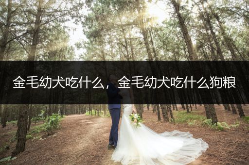 金毛幼犬吃什么，金毛幼犬吃什么狗糧